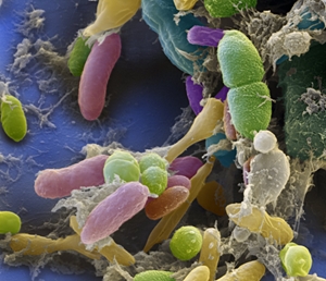 image Mikrobiom: a betegség és egészség új kulcsa