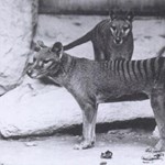 Video: 85 años después, se descubrió la grabación del último espécimen vivo del extinto tigre de Tasmania