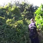 A marijuana plantation was found in a nature reserve