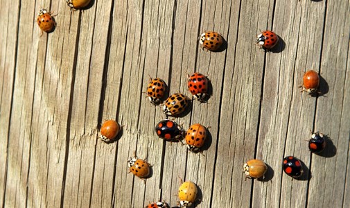 This is how the secret of the ladybug killer lady was deciphered