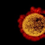 According to Hungarian researchers, the second wave of the coronavirus is not the first resurrection and several mutations are spreading.