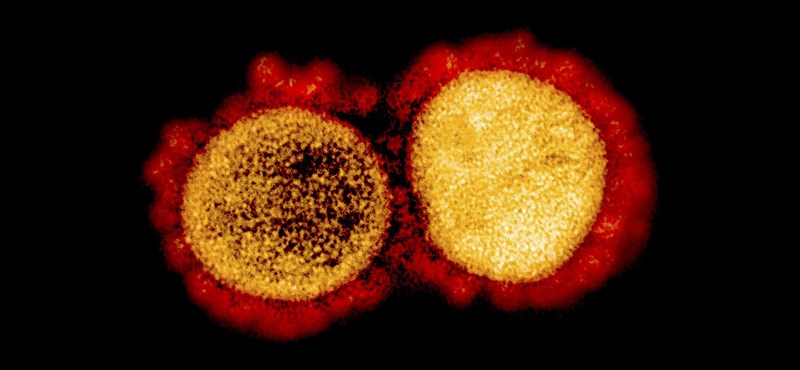 According to Hungarian researchers, the second wave of the coronavirus is not the first resurrection and several mutations are spreading.