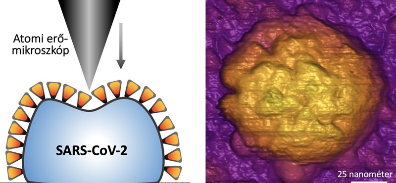 Hungarian Researchers: There's a Reason Coronavirus Can Be So Contagious