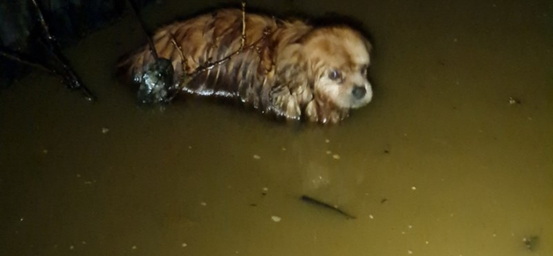 Before Christmas Szutyok the dog fell into a two-meter well - photo